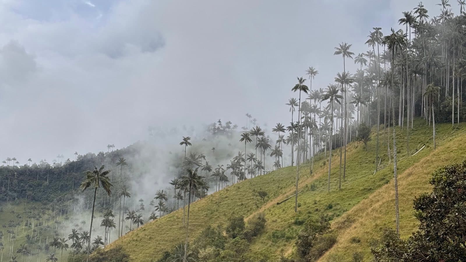 Ladera tapizada de palmas de cera con la niebla entrando, en La Carbonera cerca de Salento
