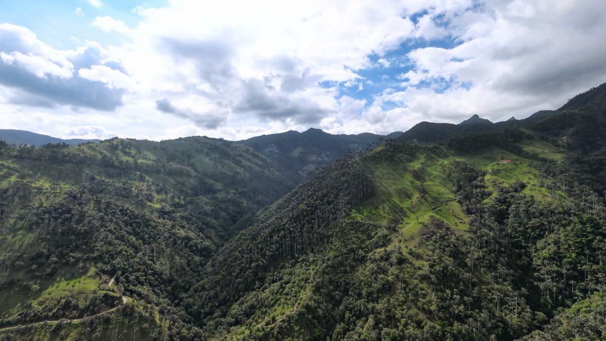 El valle de palmas desde la vía, en el Alto de Toche