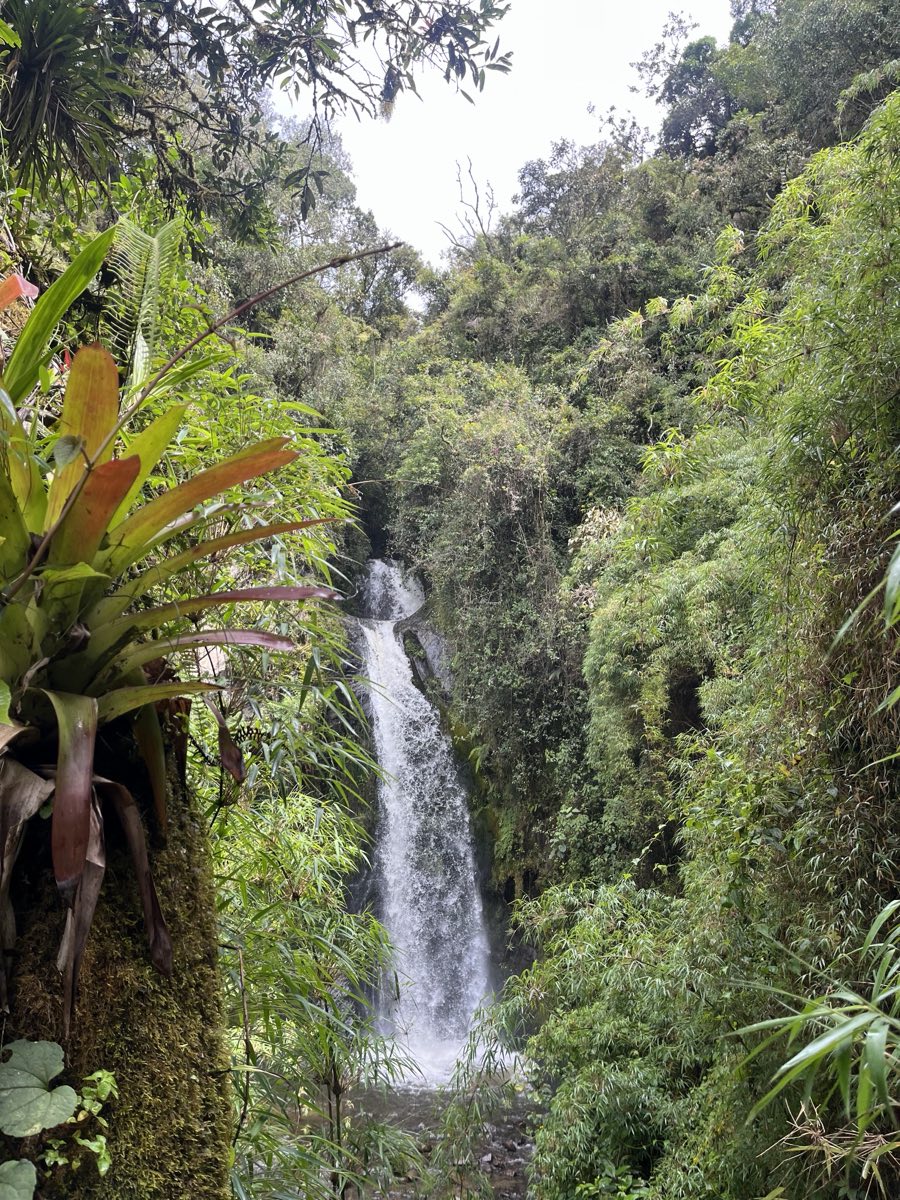A tall waterfall among bromeliads and cloud forest, ten minutes from the farm
