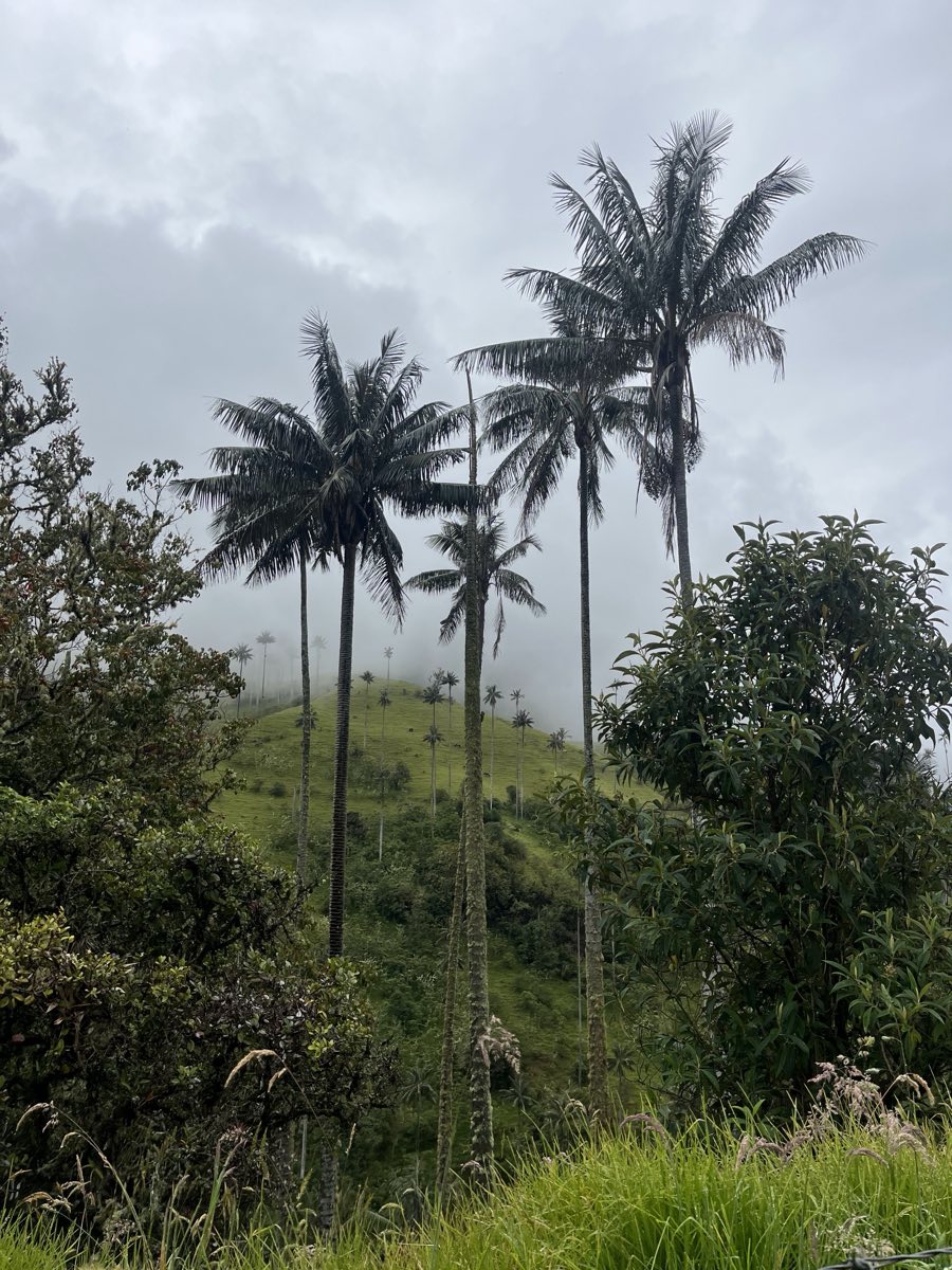 Wax palms disappearing into the fog at La Carbonera, above Salento