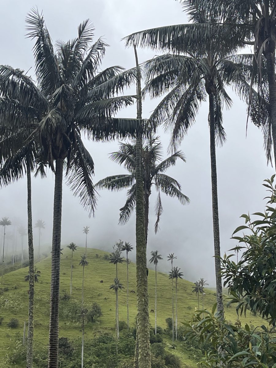 Wax palms in the fog with cattle grazing below them, in the Tochecito valley near La Carbonera