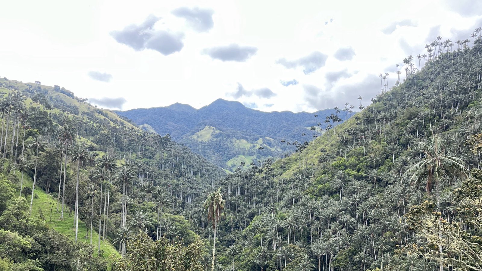 Cientos de palmas de cera creciendo juntas en La Carbonera
